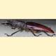 Gnathonyx piceipennis