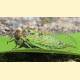 Cicadetta pellosoma