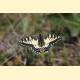 Papilio machaon syriacus