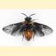 [1014987] Microdiprion fuscipennis