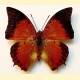 Charaxes affinis