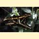 Papilio thoas