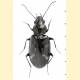 Bembidion obliquum