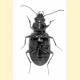 Bembidion obliquum