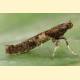 Caloptilia falconipennella