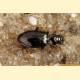 Bembidion lampros