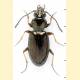 Bembidion lampros