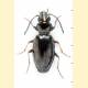 Bembidion lampros