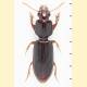 Clivina fossor