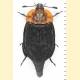 Oiceoptoma thoracicum