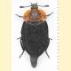 Oiceoptoma thoracicum