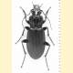 Pterostichus niger