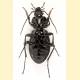 Carabus arcensis