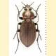 Carabus arcensis