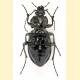 Carabus arcensis