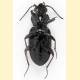 Bembidion guttula