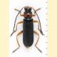 Cantharis flavilabris