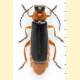 Cantharis flavilabris