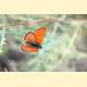 Lycaena thersamon