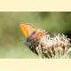 Lycaena thersamon