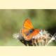 Lycaena thersamon