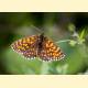 Melitaea cinxia