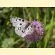 Parnassius apollo