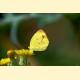 Eurema leuce