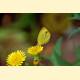 Eurema leuce