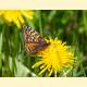 Melitaea didyma