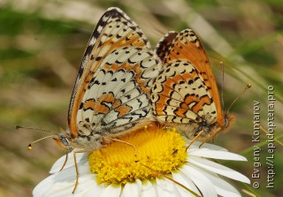 Melitaea interrupta