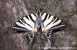 Iphiclides podalirius