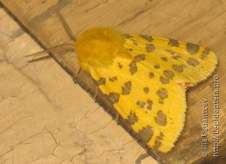 Имаго  (Rhyparia purpurata)