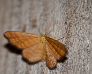 Idaea serpentata