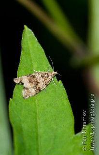 Celypha lacunana