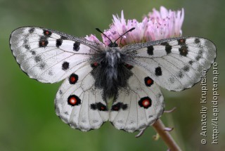 Parnassius honrathi