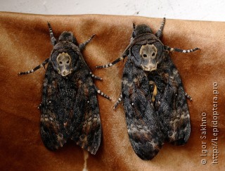 Acherontia atropos