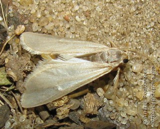 Acentropinae