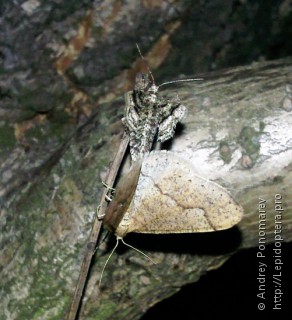 Agriopis marginaria