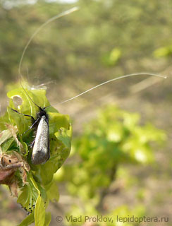 Adela reaumurella