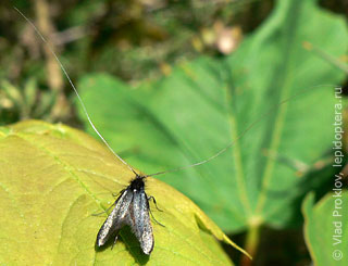 Adela reaumurella