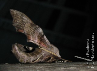 Smerinthus ocellatus