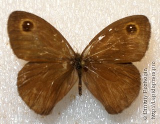 Самец  Callerebia polyphemus