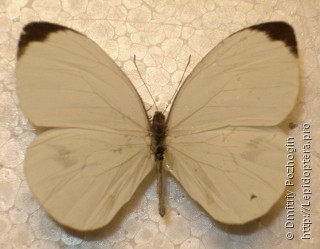 Самец  Nepheronia pharis