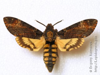 Имаго  (Acherontia atropos)