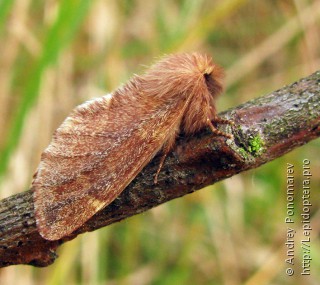 Ptilophora plumigera