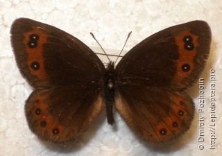 Самец  Erebia palarica