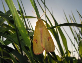 Diacrisia sannio