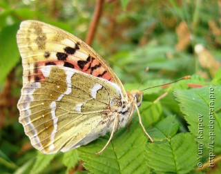 Argynnis pandora