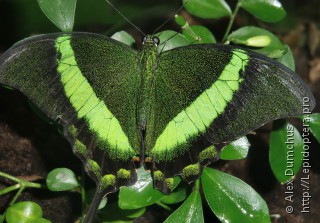 Papilio palinurus